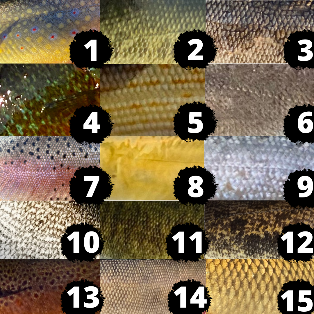 Fish Skin Collage Challenge!