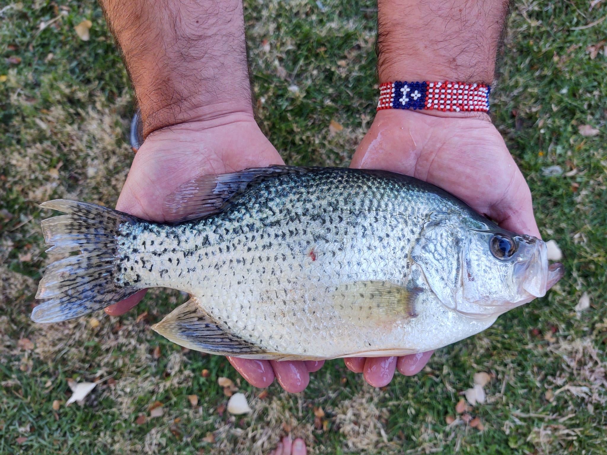 Kansas Crappie Record Fraud Reversed and Ethics in Fishing